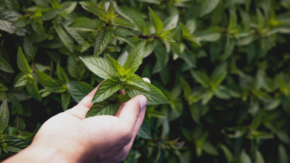 Innovation is key to growing Nutrilite’s peppermint organically