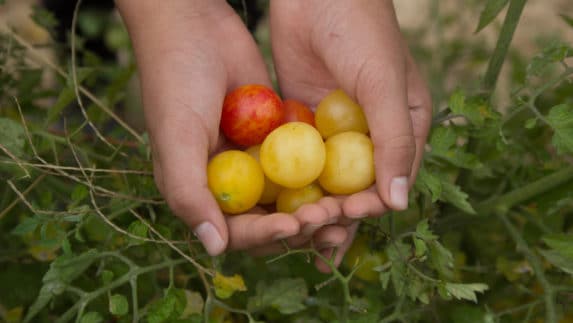 hands holding recently harvested acerola cherries