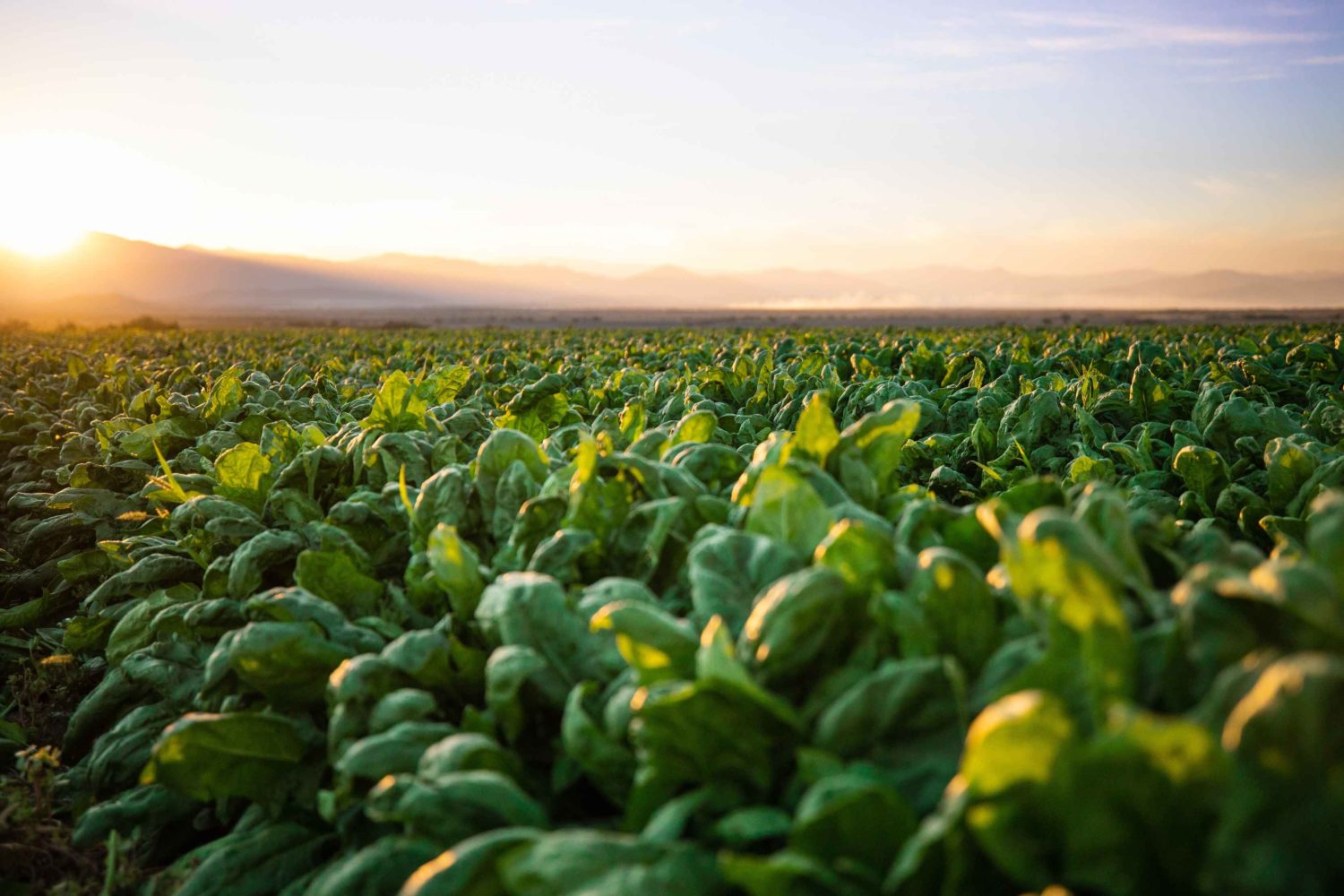 From our farms: What are the benefits of spinach?