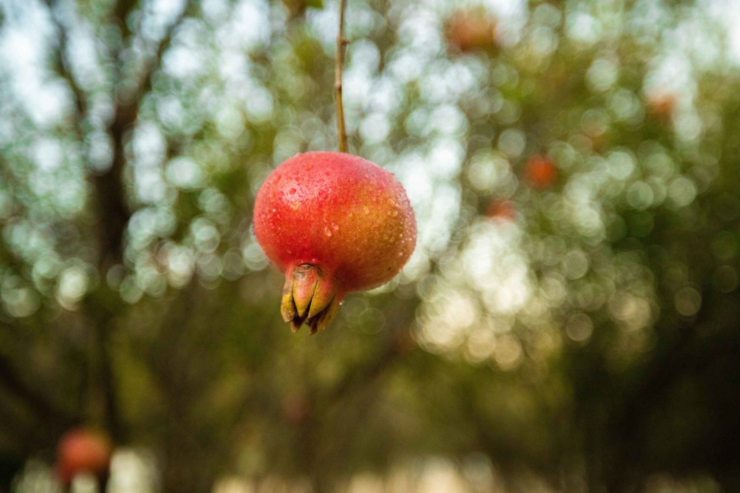 From our farms: Why our farms grow pomegranates