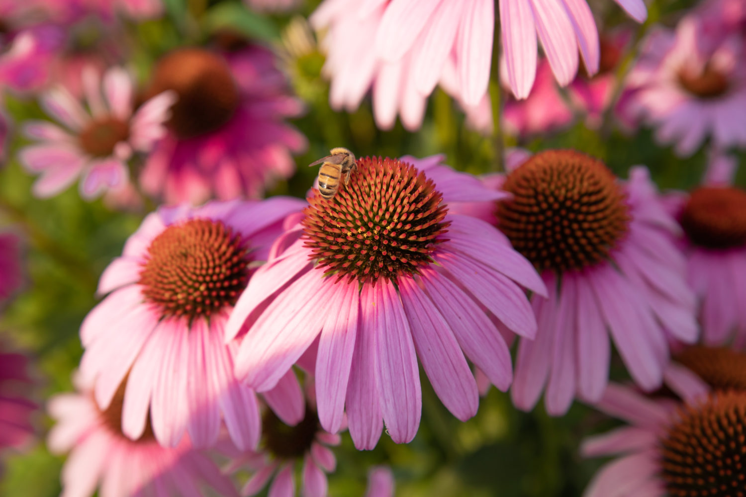 Echinacea and immunity support: Nutrilite has the research